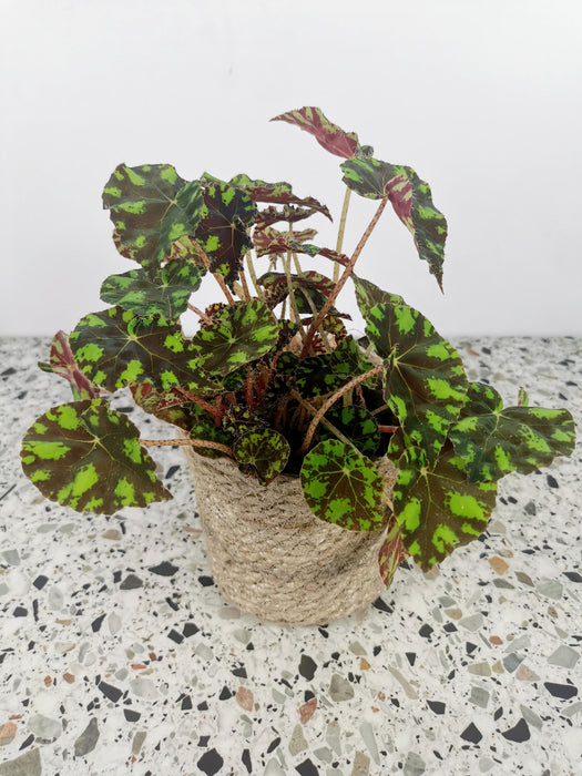 Begonia bowerae tiger