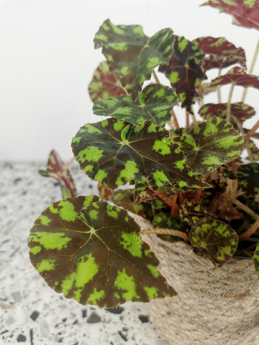 Begonia bowerae tiger