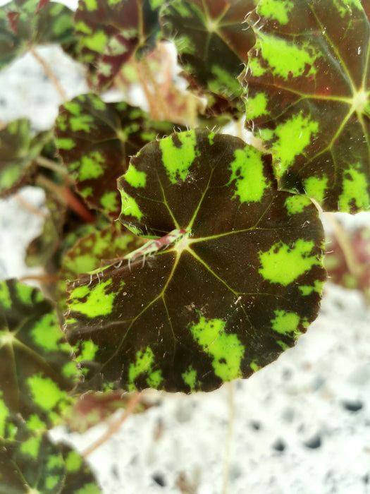 Begonia bowerae tiger