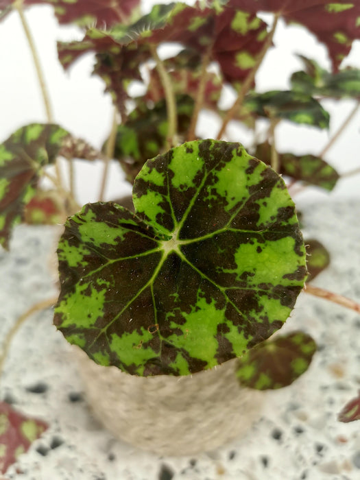 Begonia bowerae tiger