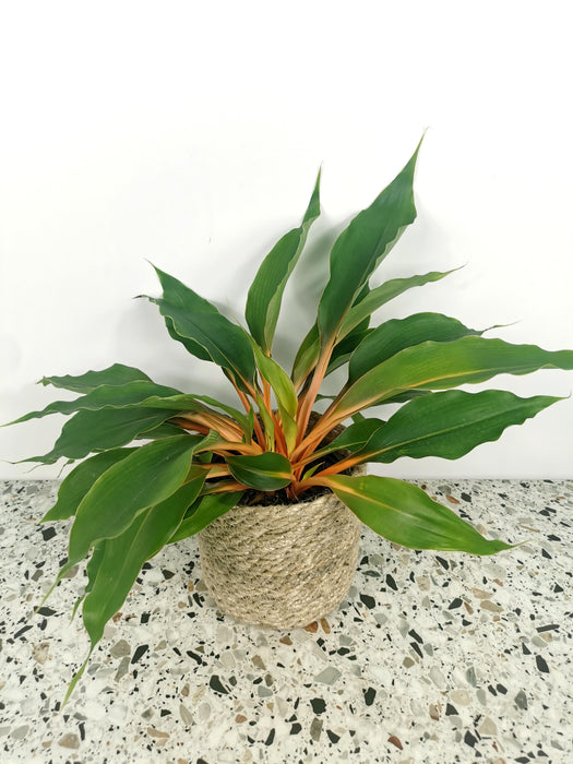 Chlorophytum orchidastrum fire flash