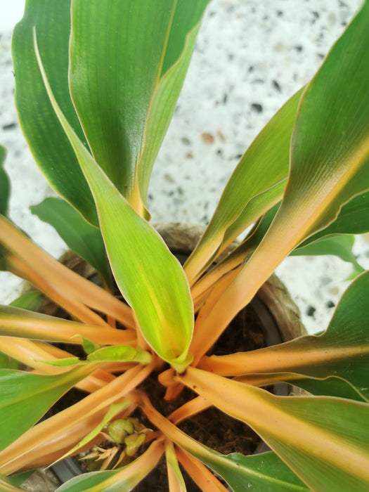 Chlorophytum orchidastrum fire flash