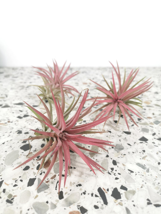 Tillandsia ionantha (rose)