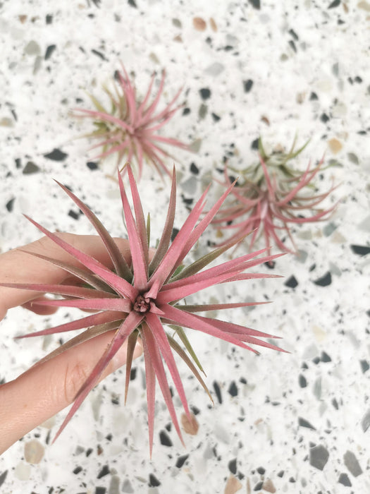 Tillandsia ionantha (rose)