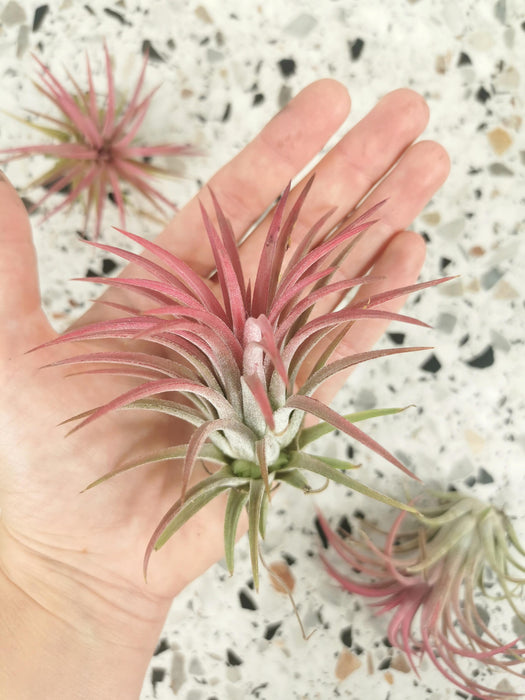 Tillandsia ionantha (rose)