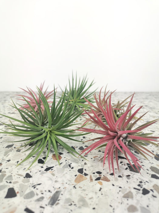 Tillandsia ionantha (rose)