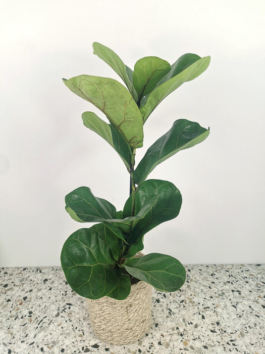 Ficus lyrata