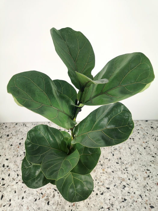 Ficus lyrata