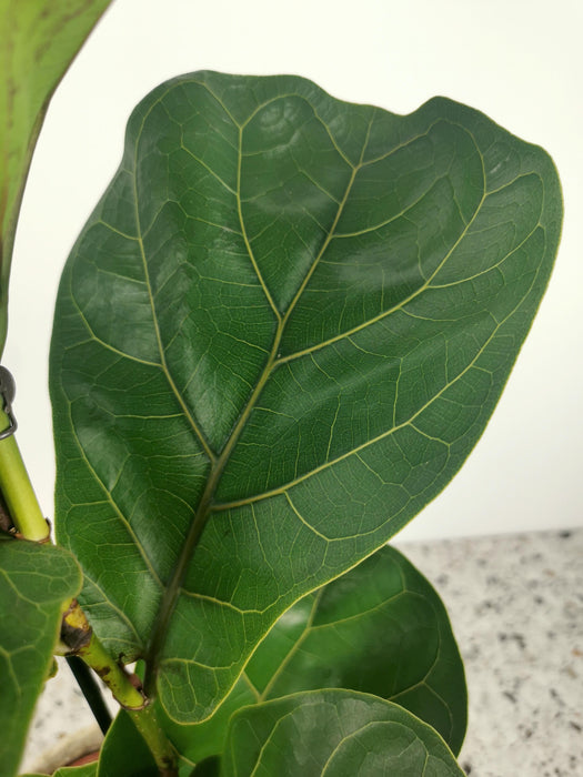 Ficus lyrata