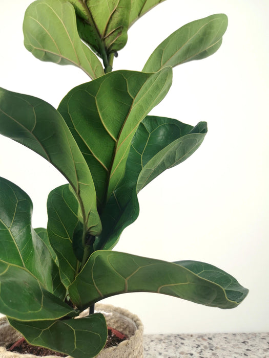 Ficus lyrata