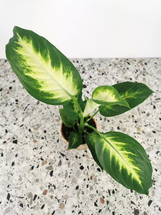 Dieffenbachia maculata camilla