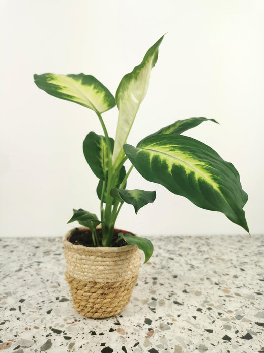 Dieffenbachia maculata camilla