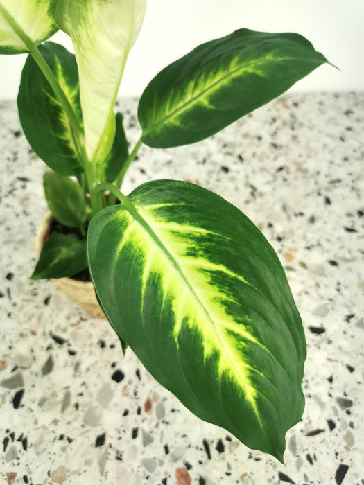 Dieffenbachia maculata camilla