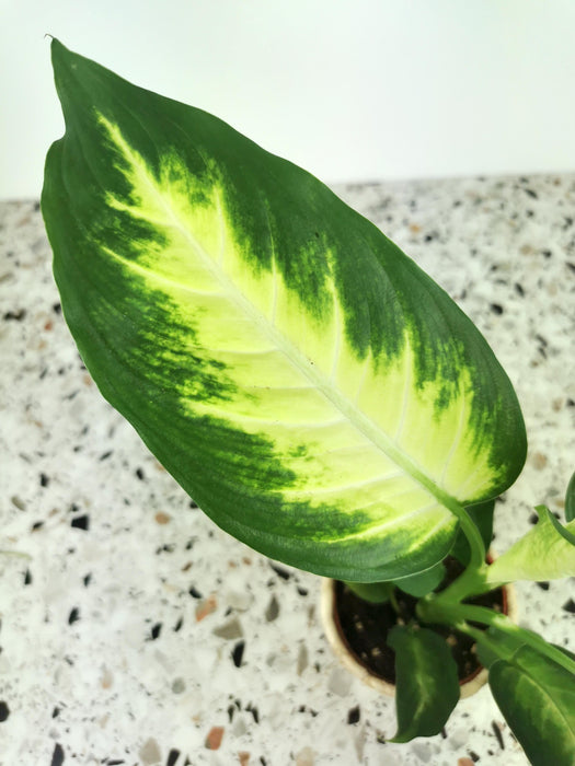 Dieffenbachia maculata camilla