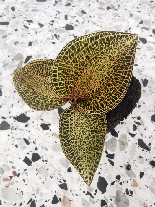 Macodes petola topaze