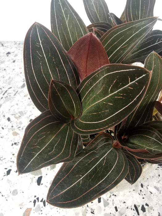Ludisia discolor