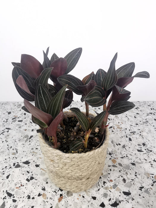 Ludisia discolor