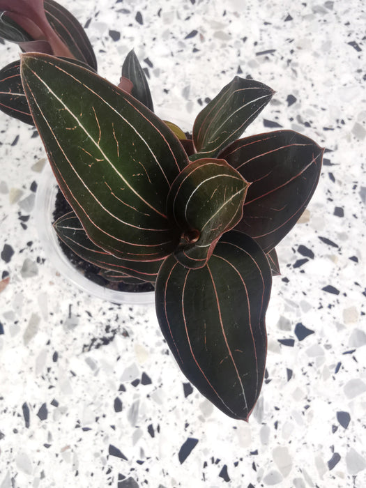 Ludisia discolor
