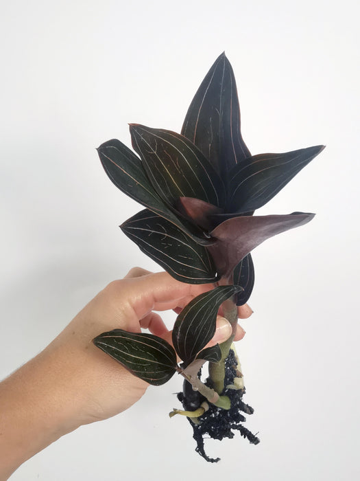 Ludisia discolor