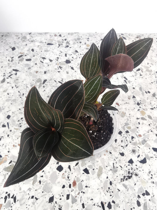 Ludisia discolor