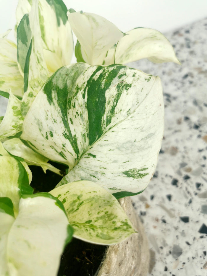 Pothos