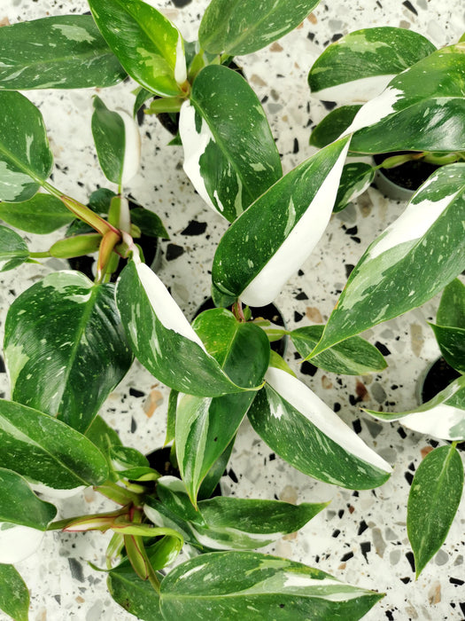 Philodendron white princess