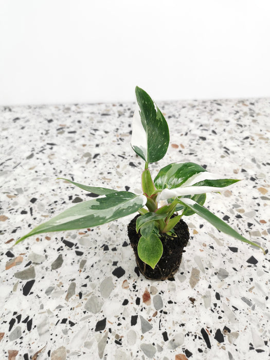 Philodendron white princess