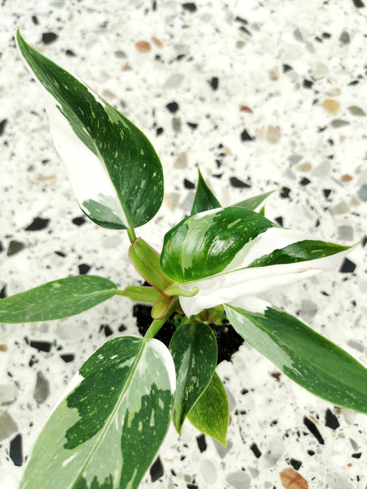 Philodendron white princess