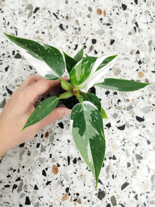 Philodendron white princess