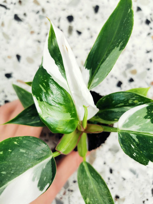Philodendron white princess