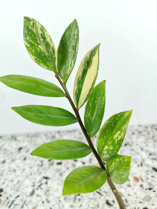 Zamioculcas variegata