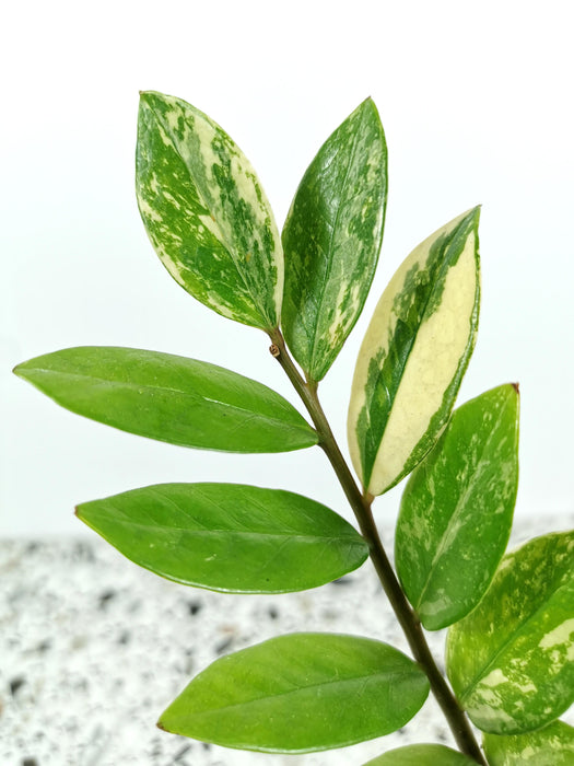 Zamioculcas variegata