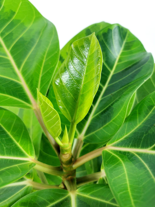 Ficus altissima variegata