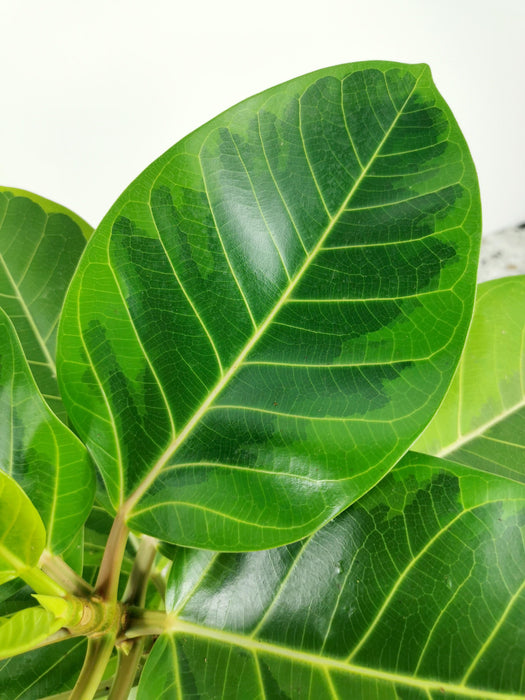 Ficus altissima variegata