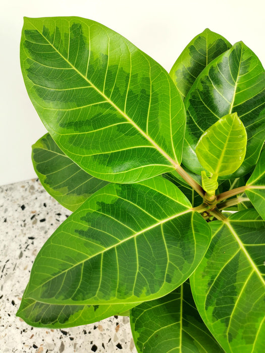 Ficus altissima variegata