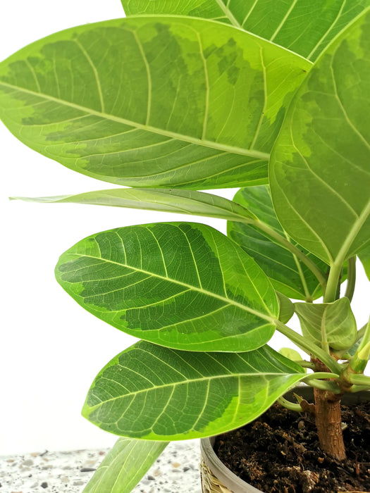 Ficus altissima variegata