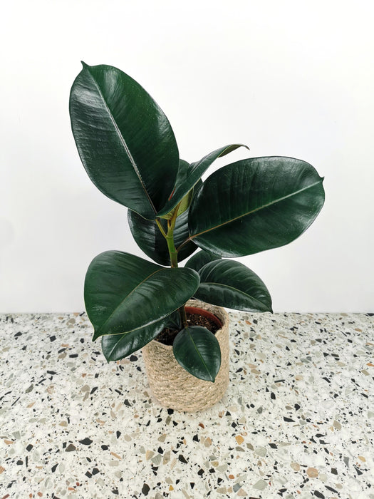 Ficus elastica abidjan