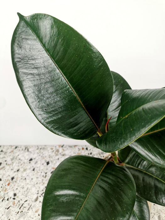 Ficus elastica abidjan