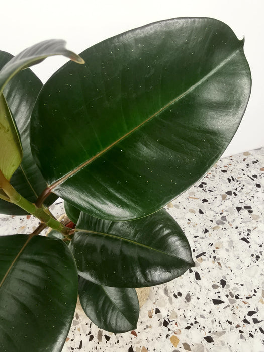 Ficus elastica abidjan
