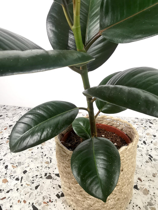 Ficus elastica abidjan