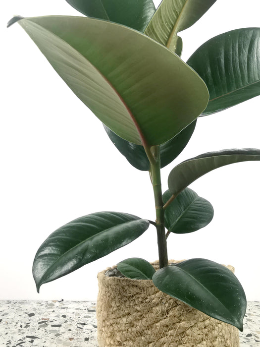 Ficus elastica abidjan