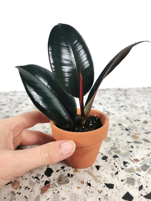 Ficus elastica abidjan