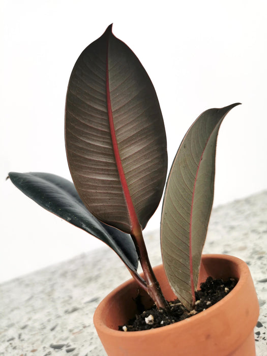 Ficus elastica abidjan
