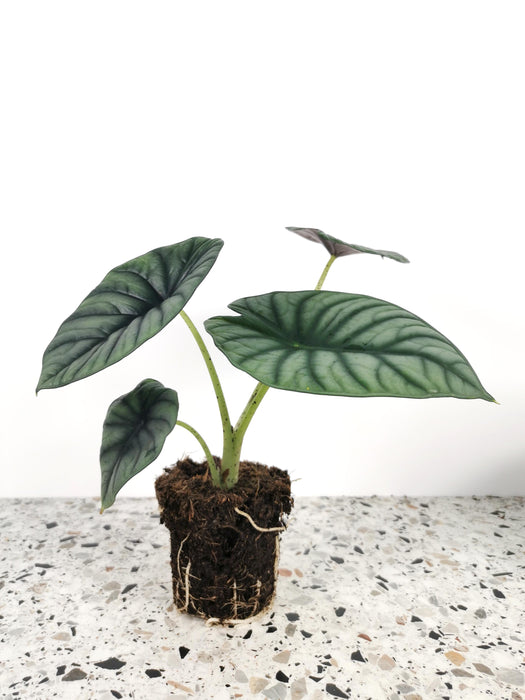 Alocasia silver nebula