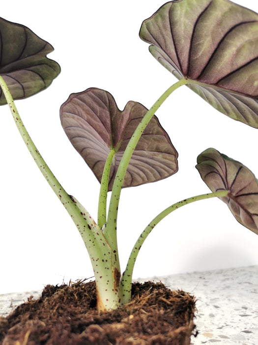 Alocasia silver nebula