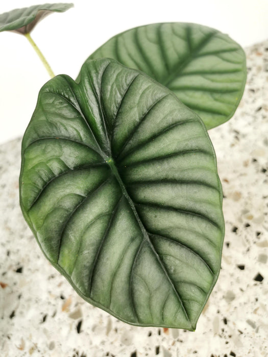 Alocasia silver nebula