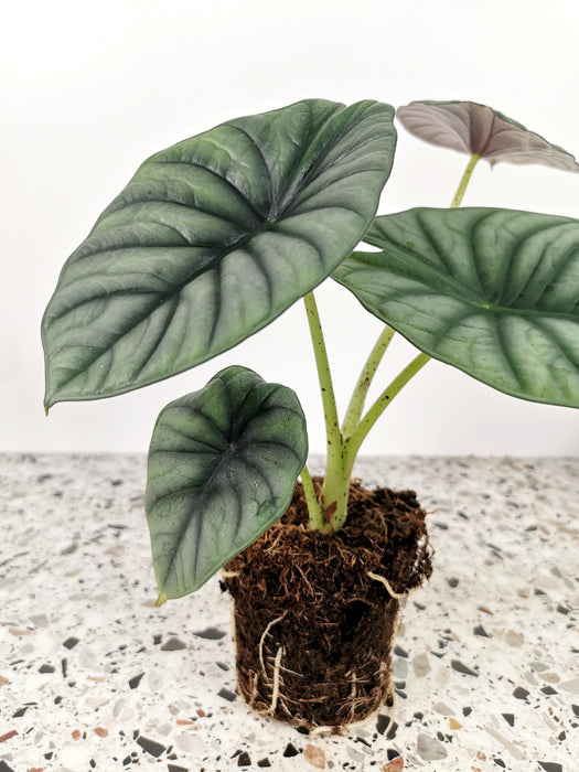 Alocasia silver nebula