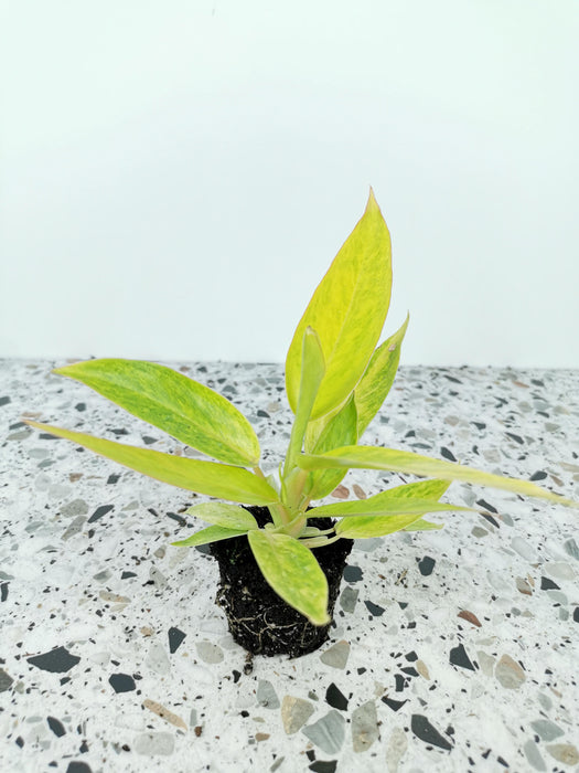 Philodendron calkins gold