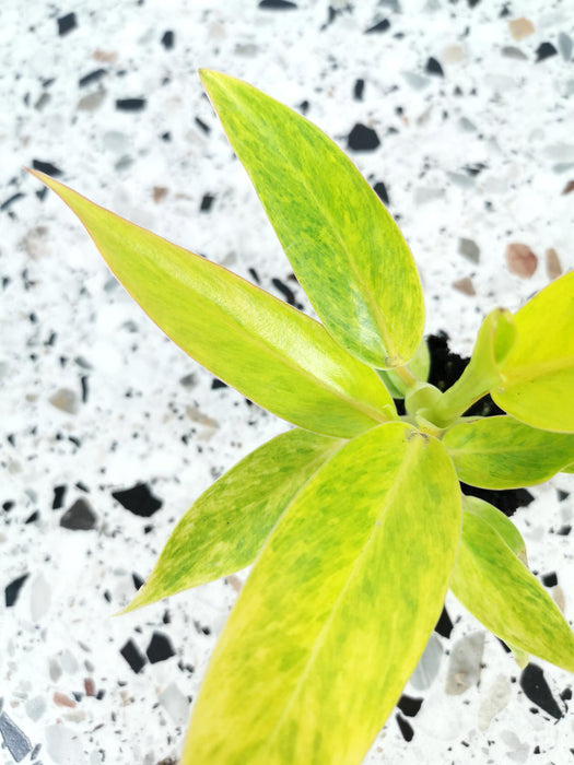 Philodendron calkins gold