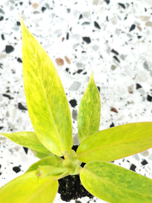 Philodendron calkins gold